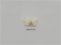 藏品(尺蛾237)的圖片